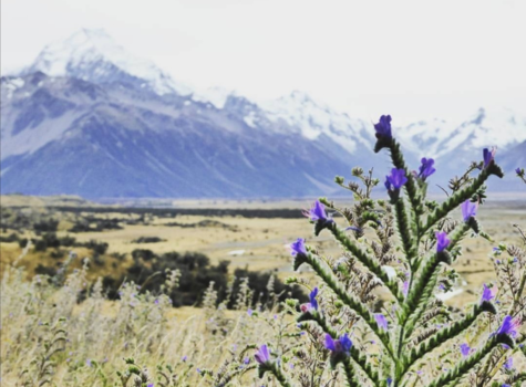 Mount Cook National Park - Autumn