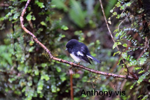 Rondreis Nieuw-Zeeland in zes weken - Tomtit