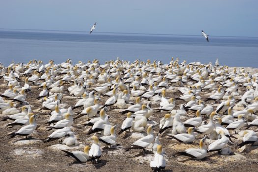 Cape Kidnappers - Gezellig druk hier!