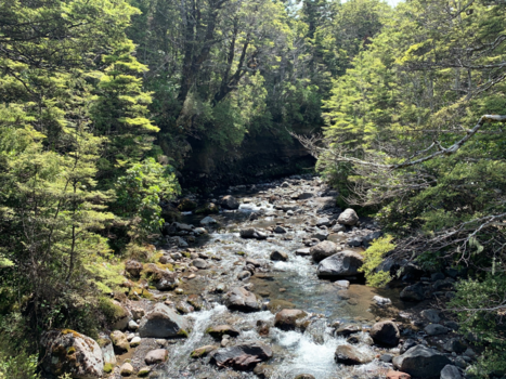 Nieuw-Zeeland - Waitonga falls track