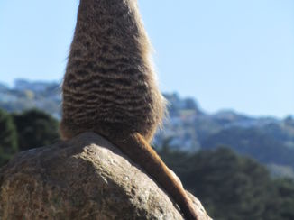 Wellington (Nieuw-Zeeland) - uitzicht vanuit de dierentuin