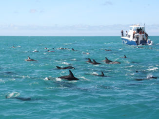 Zuidereiland - Kaikoura