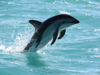 Zuidereiland - Zwemmen met dolfijnen
