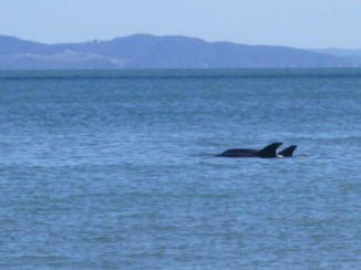 Coromandel Peninsula - Dolfijnen langs de autoroute