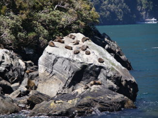 Milford Sound - Milford Sound