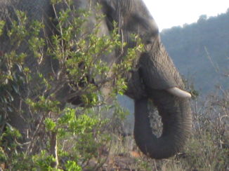 Wine and Food Safari - olifant