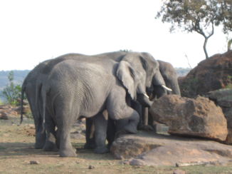 Wine and Food Safari - olifant