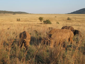 Wine and Food Safari - neushoorn