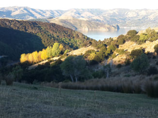 Nieuw-Zeeland - Akaroa / Wainui