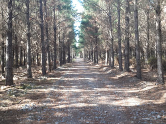 Nieuw-Zeeland - Mcleans Island / Orana Park / Christchurch