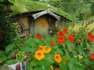 Nieuw-Zeeland - Hobbiton
