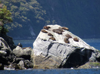 Nieuw-Zeeland - Milford Sound