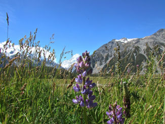 Nieuw-Zeeland - Mount Cook NP