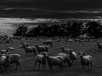 Nieuw-Zeeland - Onderweg