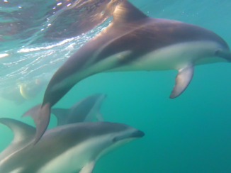 Nieuw-Zeeland - Dolfijnen