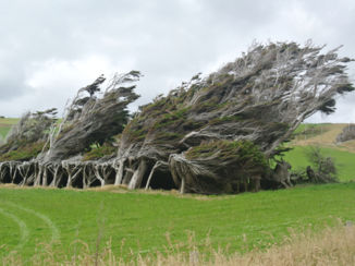Nieuw-Zeeland - Onderweg naar Duniden