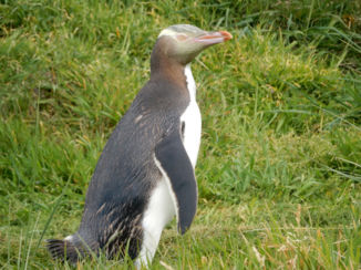 Nieuw-Zeeland - Yellow eyed penguin