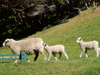 Nieuw-Zeeland - beihhh