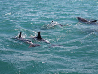 Nieuw-Zeeland - Bay of Island