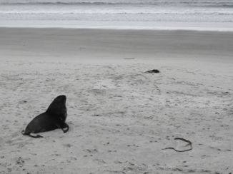 Nieuw-Zeeland - Zeeleeuw in Otago Peninsula