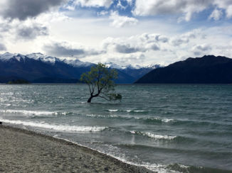 Wanaka - The wanaka tree