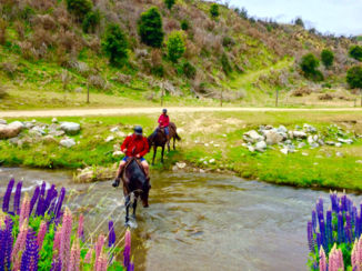 Zuidereiland - Horsebackriding Wanaka