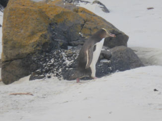 Zuidereiland - Pinguïns otago peninsula