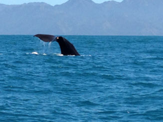 Zuidereiland - Kaikoura