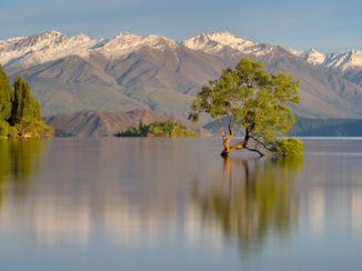 Zuidereiland - Wanaka Tree