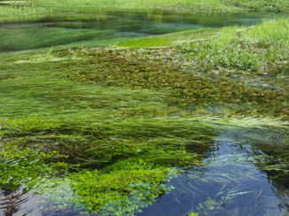 Nieuw-Zeeland - Bleu water springs