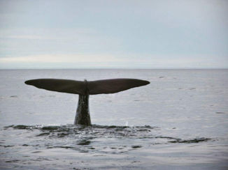 Kaikoura - Whales