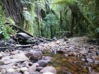 Nieuw-Zeeland - Place to be GOLD