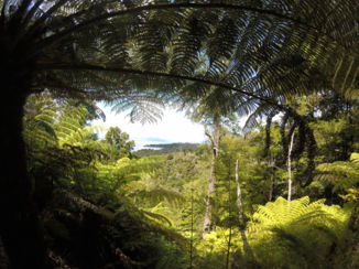 Abel Tasman National Park - Forest...