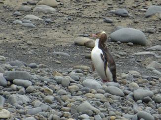 Nieuw-Zeeland - The Catlins