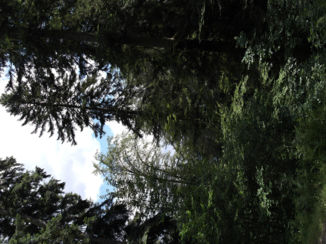 Nieuw-Zeeland - Bos gedeelte