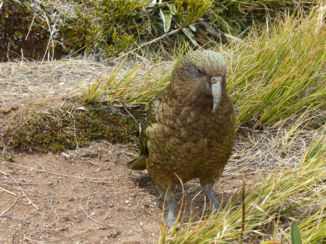 Nieuw-Zeeland - Nieuwsgierige Kea wil ons eten, Kepler Track