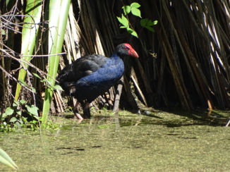 Rotorua - Pukeko