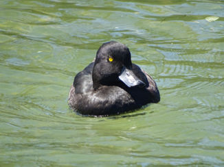 Rotorua - Gitzwarte eend