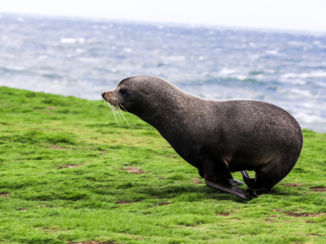Zuidereiland - Zeehond bij Katiki Point