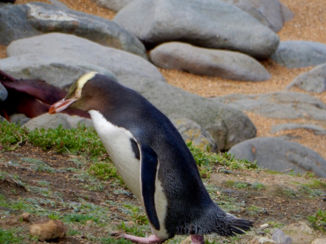 Zuidereiland - Geeloogpinguin bij Katiki Point