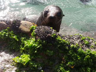 Nieuw-Zeeland - Zeehondjes op de golden bay