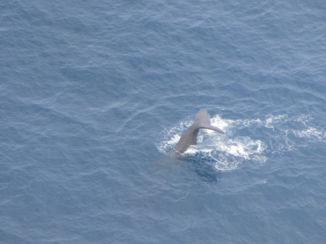 Nieuw-Zeeland - Een klassieke whale tail pic
