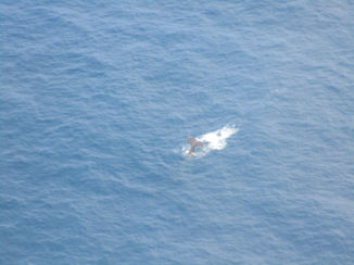 Nieuw-Zeeland - Second whale tail