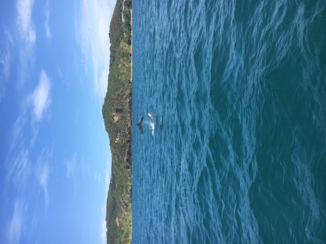 Nieuw-Zeeland - Dolphins