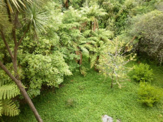 Noordereiland - bossen