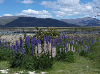 Nieuw-Zeeland - Lupines bij Clay Cliffs