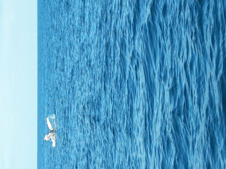 Nieuw-Zeeland - Op walvisspotten