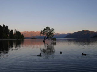 Wanaka - That wanaka tree