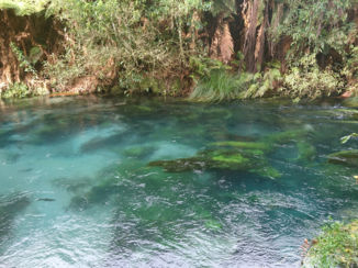 Nieuw-Zeeland - Blue Springs