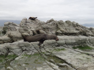 Nieuw-Zeeland - Zo lekker lui in Kaikoura